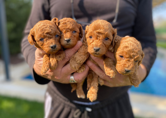 Toy poodle yavruları